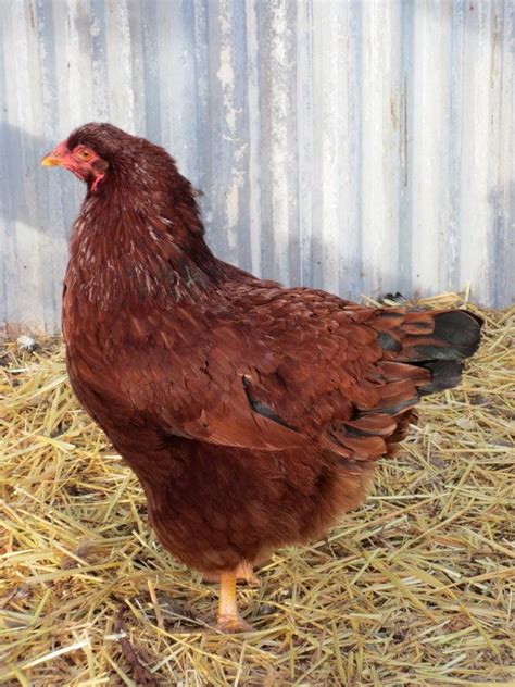 Buckeye Chickens - developed by a woman in Warren, OH back in the later 1800's | Pet chickens ...