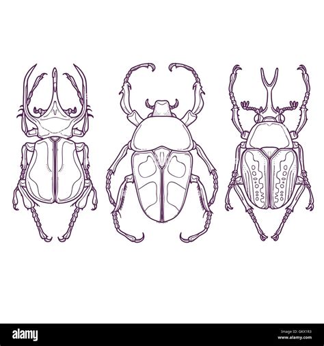 Vector Illustration of Insects Outline Hand Drawn. Set of 3 Beetle Bugs Top View Stock Vector ...