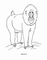 These coloring Pages Feature A Realistic Line Drawing Of The mandrill  sketch template