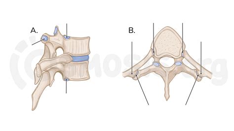 Bones of the vertebral column | Osmosis