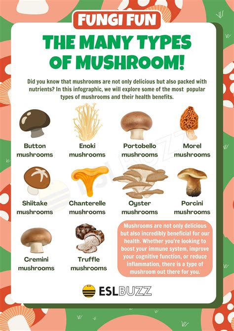 Types of Mushrooms: Different Mushroom Types with their Characteristics - ESLBUZZ