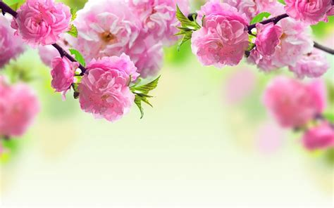 🔥 [50+] Spring Rain Wallpapers for Desktop | WallpaperSafari