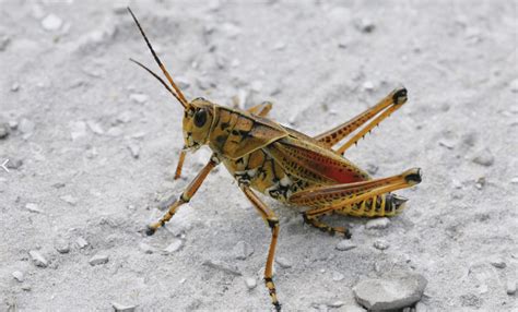 Big Yellow Grasshoppers – Eastern Lubber - Lawn Care Extraordinaire