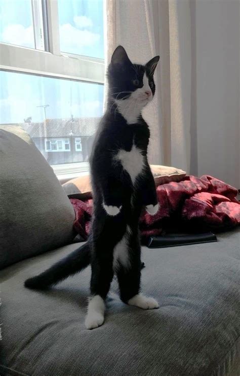 Twenty-Six Totally Pointless Pics Of Cats Standing Up On Two Feet ...