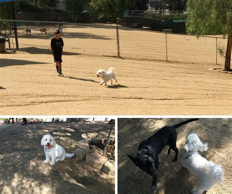 The Best Off Leash Dog Parks in and Around Los Angeles