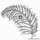 Peacock Feather Coloring Pages  Free & Printable sketch template