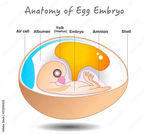 Egg embryo anatomy. Bird and chicken embryo diagram. Cross section. Egg ...