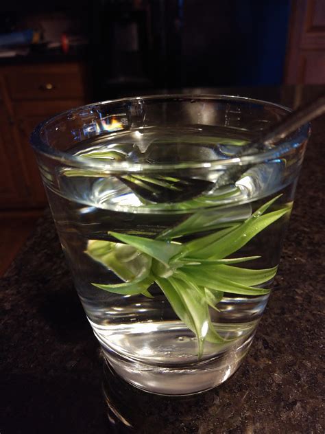 Once a week for 30 minutes, air plant watering : r/houseplants