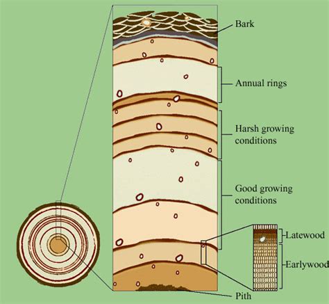 DENDROCHRONOLOGY