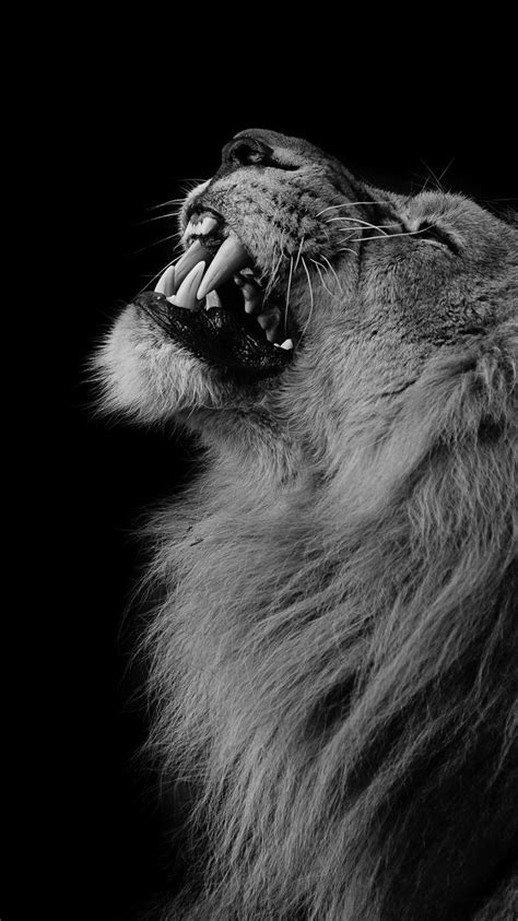 Wallpaper Lion, mane, teeth, face, black background 2560x1600 Picture ...