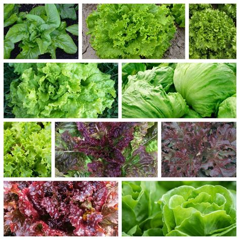 Leaf Lettuce Seeds Collection, NON-GMO, 10 Varieties to Choose From ...