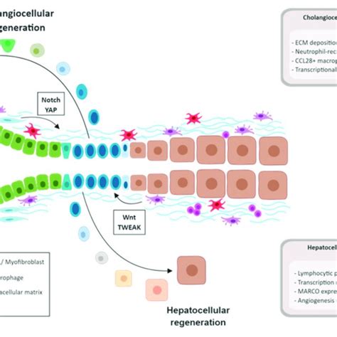 Overview of liver regeneration in chronic hepatic diseases. Activation... | Download Scientific ...