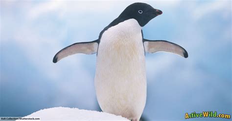 Adélie Penguin Facts For Kids & Adults: Pictures, Information & Video