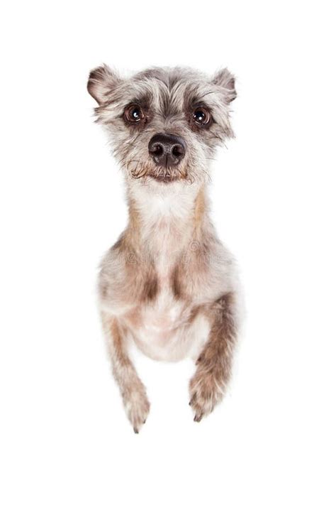 Funny Begging Terrier Little Dog Stock Image - Image of breed, legs ...