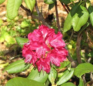 Rhododendrons – Rhododendrons Direct and More!