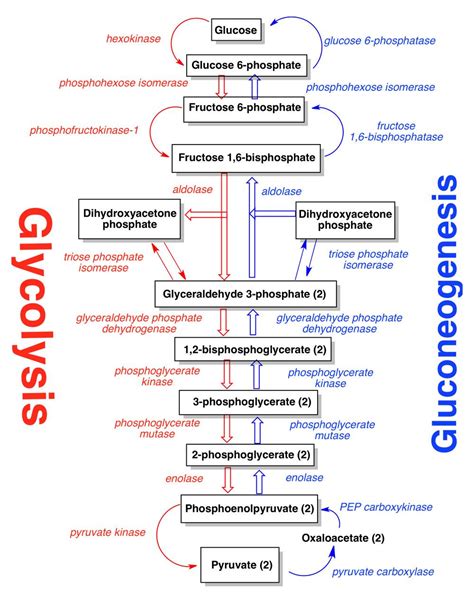 Gluconeogenesis Pathway: A Biochemistry Guide