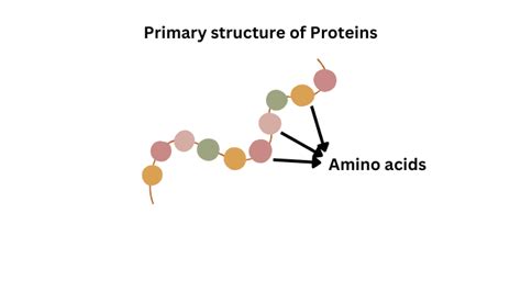 Primary Structure of Proteins and their function - ScienceQuery