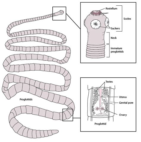 Figure: Representative structure of a tapeworm, based on Taenia solium ...