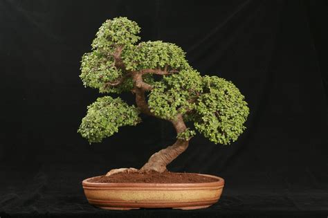 13+ Jade Bonsai Plant - MuznaMucahid