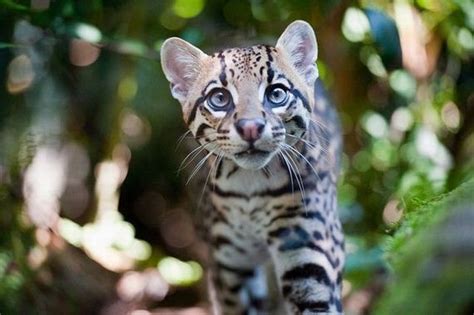 Ocelot Cat - Barnorama