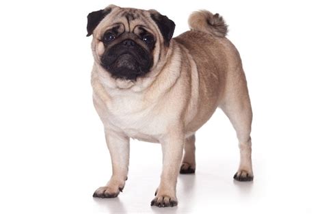 Top 10 Best Dog Breeds For Apartments - PetGuide | PetGuide