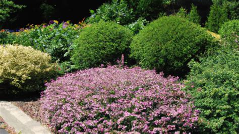 13 Great Dwarf Shrubs And Bushes Ideas - Theyardable