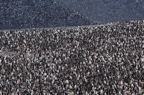 Penguin Colony, Paulet Island, Antarctica | The vast penguin… | Flickr