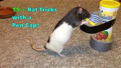 15 + Rat Tricks With A Pen Cap! - YouTube