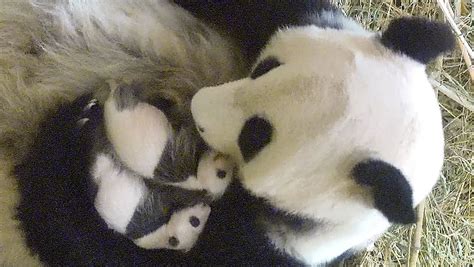 Panda twins baptised at Vienna zoo - TODAY