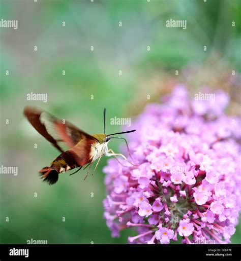 Common Clearwing Sphinx Moth Or Hummingbird Moth Stock Photo - Alamy