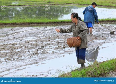 Rice Cultivation For Background Stock Photo | CartoonDealer.com #145532742