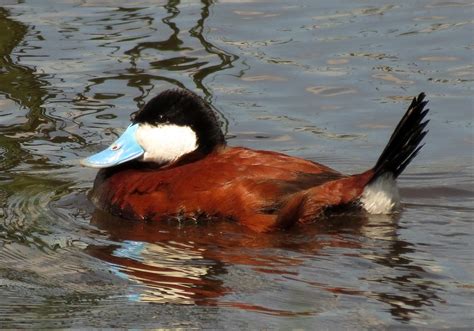 Male ruddy duck | Male ruddy duck at Morris Wetland Manageme… | Flickr