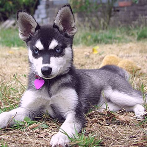 Alaskan Klee Kai Breed Guide - Learn about the Alaskan Klee Kai.