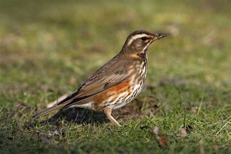 Redwing (Turdus iliacus) - www.birdwords.co.uk