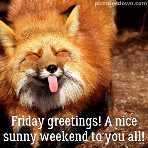 Good morning friday funny image fox - picturesdown.com