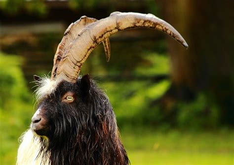 Rare Breed Goats - Bagot Goats | Goats, Rare breed, Dwarf goats