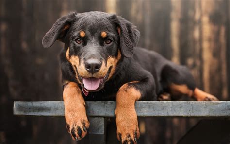 Download wallpapers Rottweiler, puppy, black dog, pets, cute little dogs besthqwallpapers.com ...