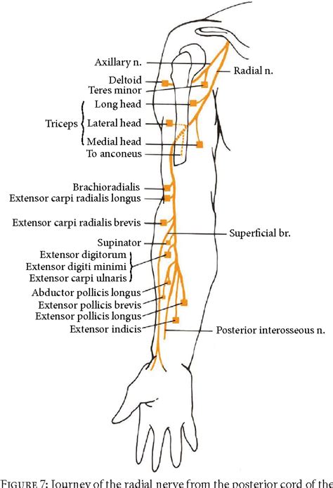 Musculocutaneous Nerve Palsy