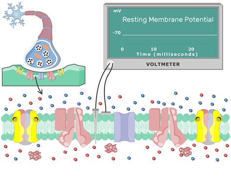 Postsynaptic Neuron Resting Membrane Potential | GetBodySmart