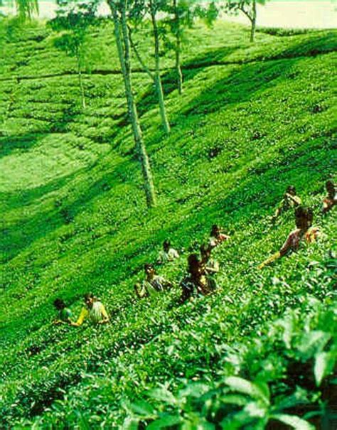 Tea Garden,Sylhet visit :- https://www.facebook.com/amazingbangladeshpage | Sylhet, Tea garden ...