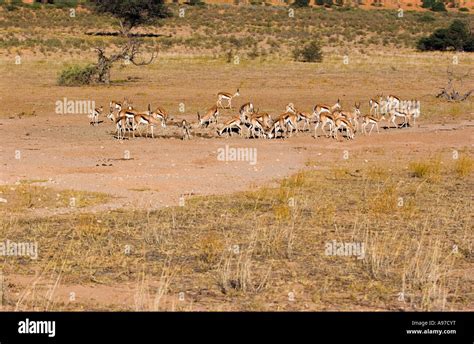 springbok herd at waterhole Stock Photo - Alamy