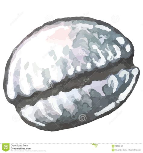 Watercolor Hand Drawn Sea Shell Stock Vector - Illustration of aquatic ...