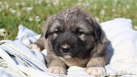 Caucasian Shepherd for Sale or Adoption (Latest Ads)