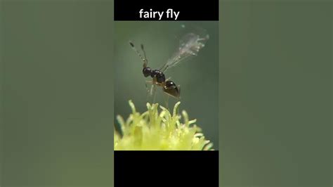 #shorts world's smallest insect, Fairy fly - YouTube