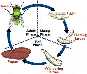 Farm Health Online – Animal Health and Welfare Knowledge Hub – Sheep Blowfly Strike