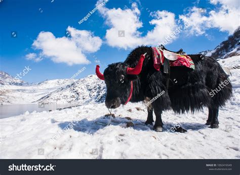 857 Sikkim Animals Images, Stock Photos & Vectors | Shutterstock