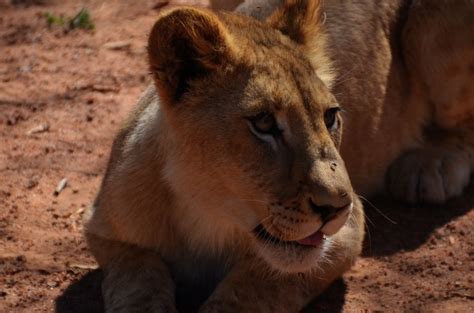 Walking with Lions in South Africa