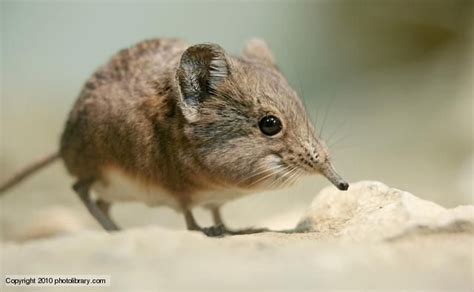 Baby elephant shrew | Elephant shrew, Animal facts, Animals