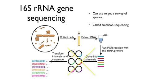 Molecular Methods in Microbial Ecology - YouTube