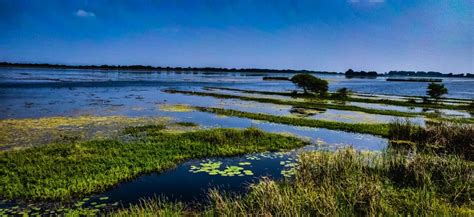 Growing salt marshes - EcoShape